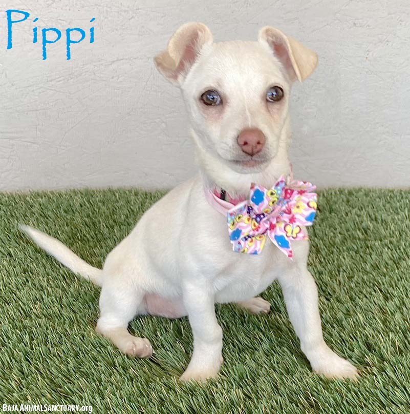 Pippi