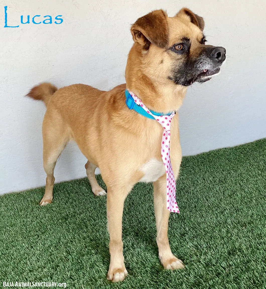 Lucas - Pug
