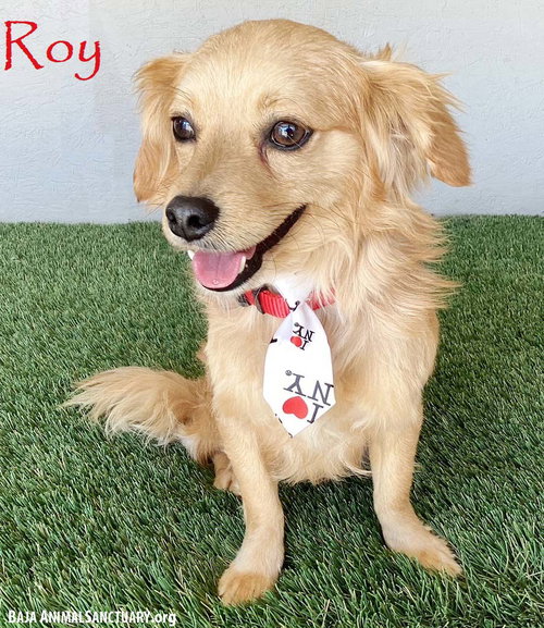Roy, an adoptable Pomeranian in San Diego, CA