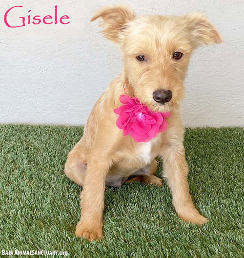 Gisele, an adoptable Terrier in San Diego, CA