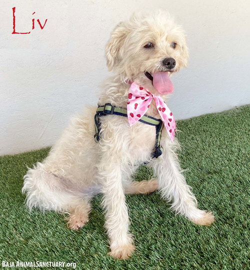 Liv, an adoptable Brussels Griffon in San Diego, CA