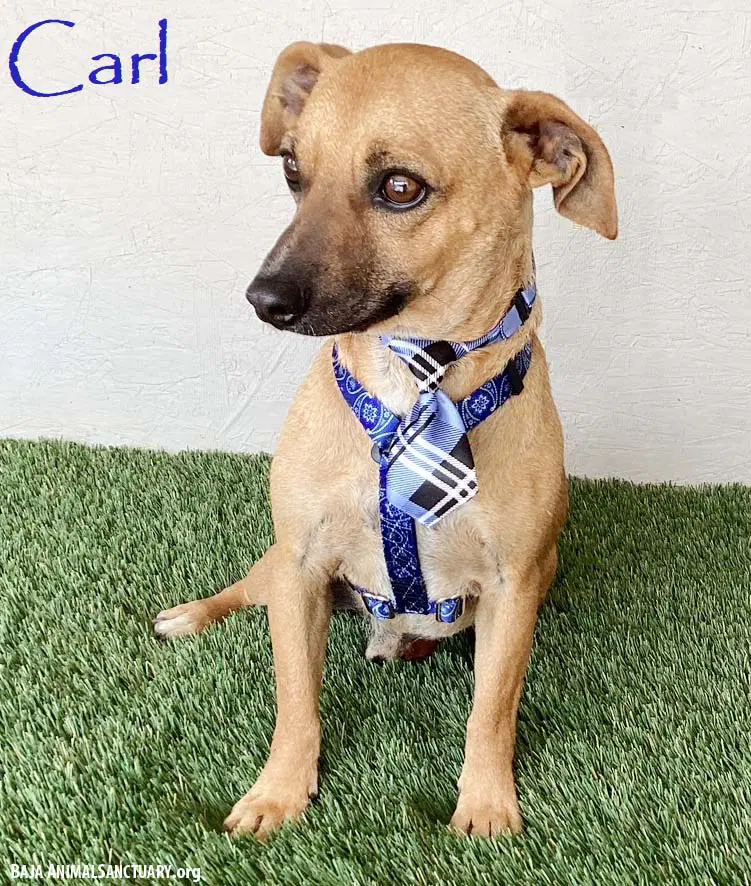 Carl - Chihuahua