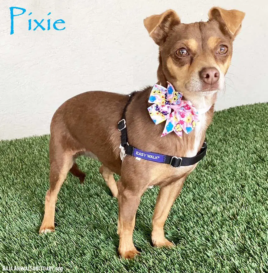 Pixie - Miniature Pinscher