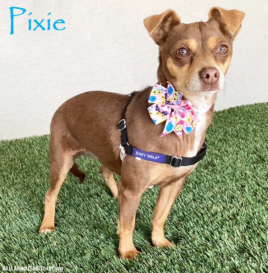 Pixie