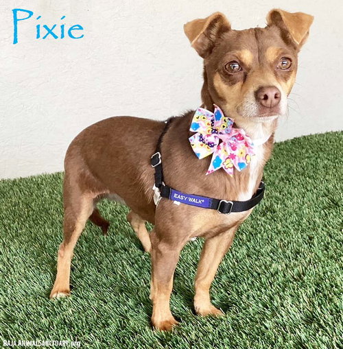 Pixie