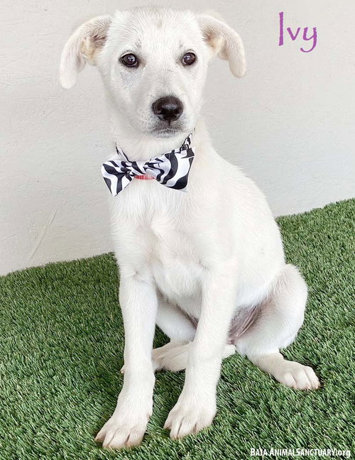 Ivy, an adoptable Labrador Retriever in San Diego, CA