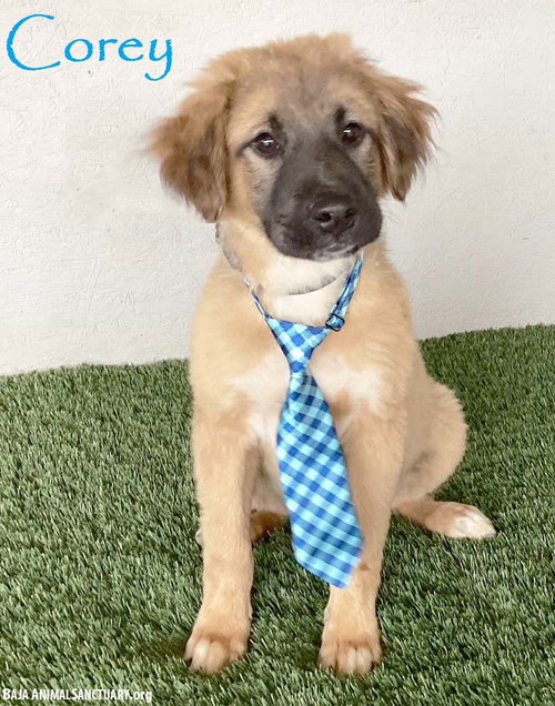 Corey, an adoptable German Shepherd Dog in San Diego, CA