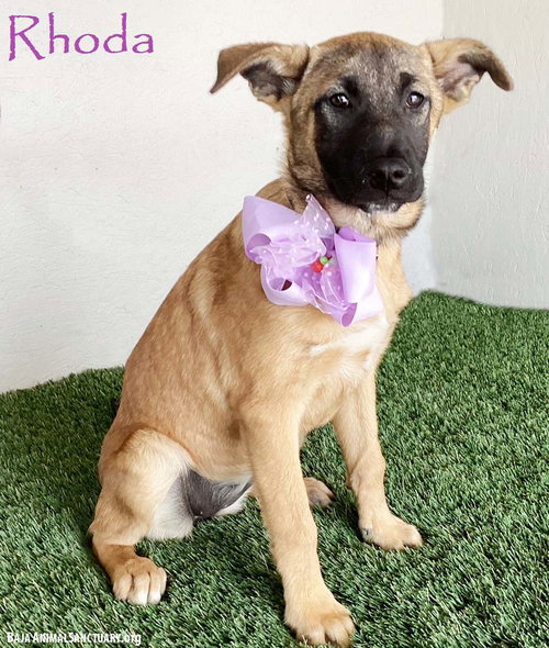 Rhoda, an adoptable German Shepherd Dog in San Diego, CA