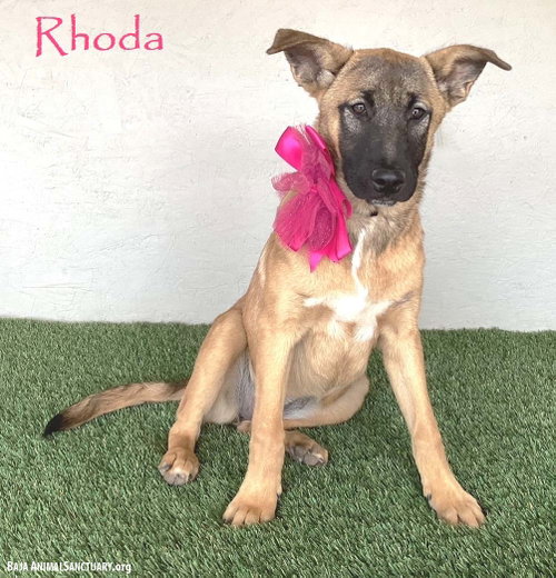 Rhoda