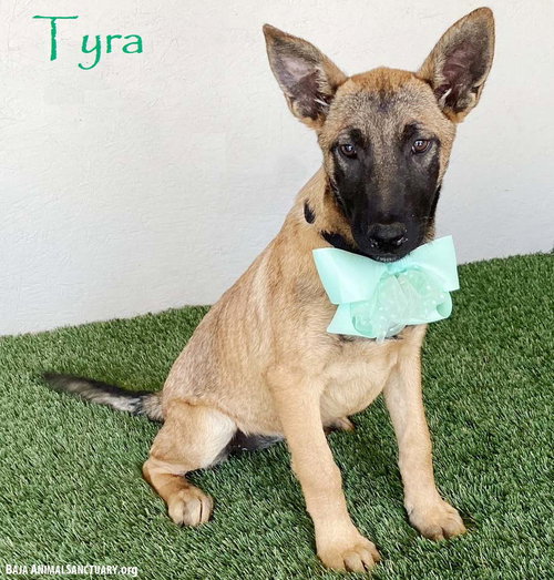 Tyra, an adoptable German Shepherd Dog in San Diego, CA