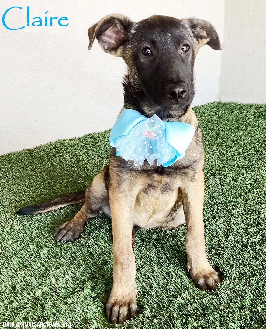 Claire - German Shepherd Dog