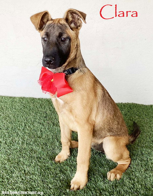 Clara, an adoptable German Shepherd Dog in San Diego, CA