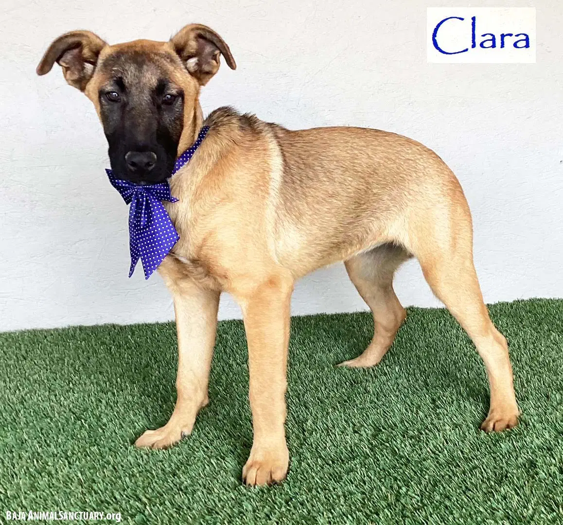 Clara - German Shepherd Dog
