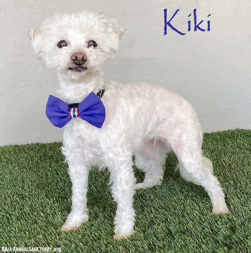 Kiki, an adoptable Poodle in San Diego, CA