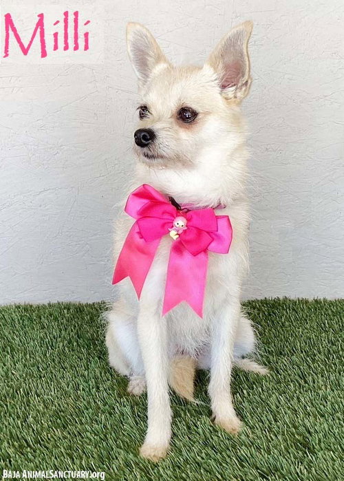 Milli, an adoptable Chihuahua in San Diego, CA