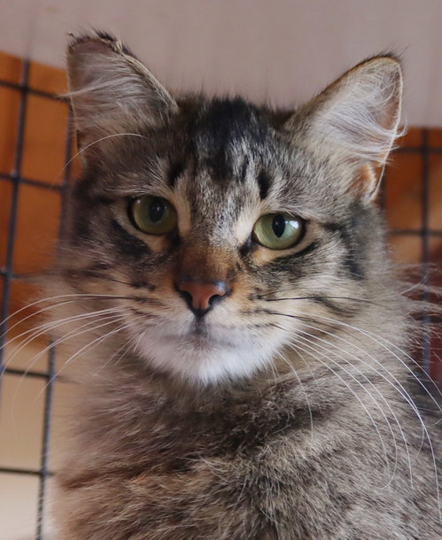 Zelda, an adoptable Birman in San Diego, CA