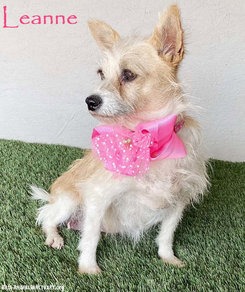 Lianne, an adoptable Terrier in San Diego, CA