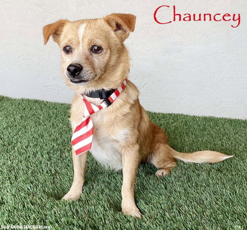 Chauncey, an adoptable Corgi in San Diego, CA