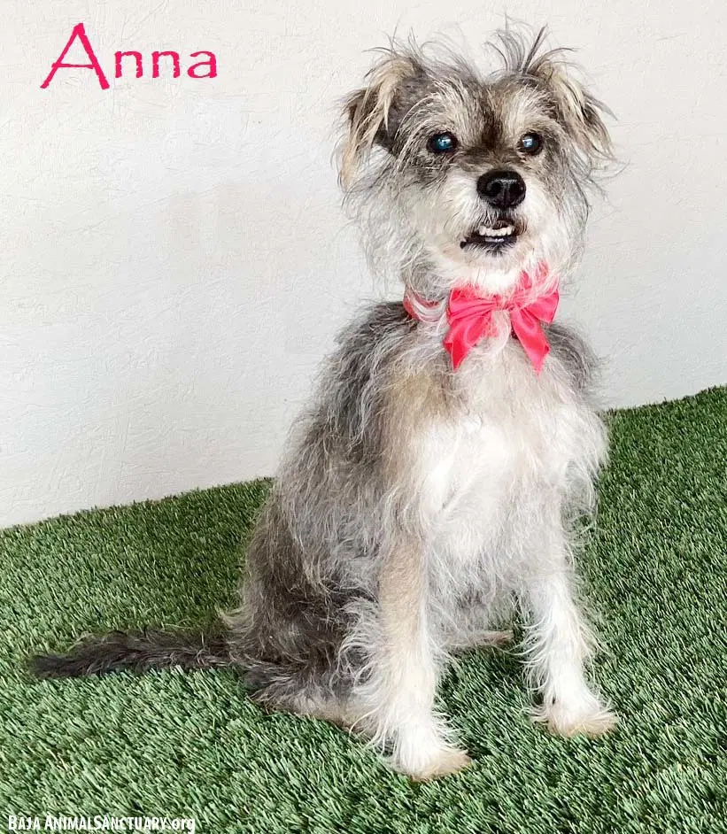 Anna - Miniature Schnauzer