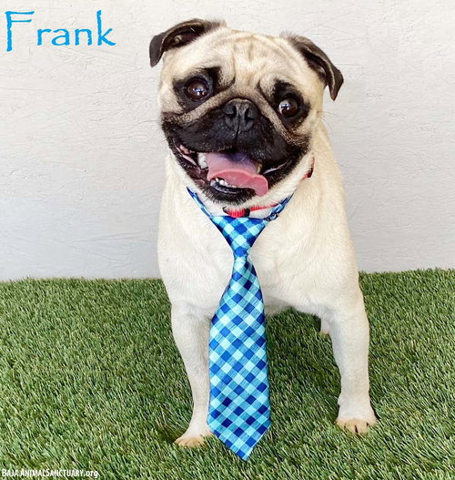 Frank, an adoptable Pug in San Diego, CA