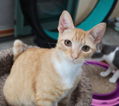 Marty, Young Tabby (short coat), cat for adoption in Santee, California
