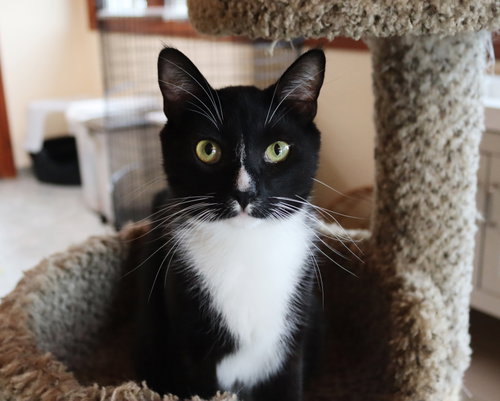 Noah, Adult Tuxedo (short coat), cat for adoption in Santee, California