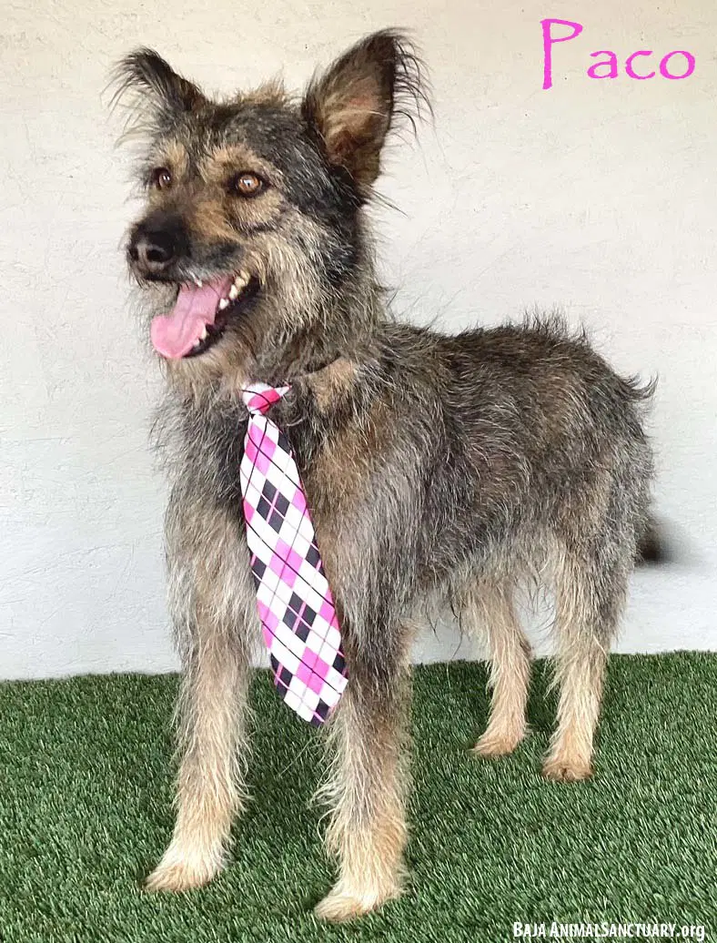 Paco - Picardy Shepherd