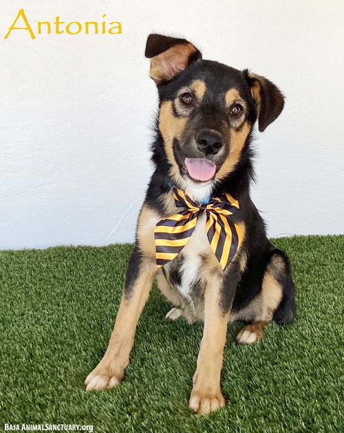 Antonia, an adoptable Australian Shepherd in San Diego, CA