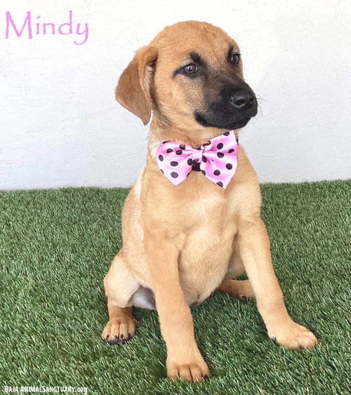 Mindy