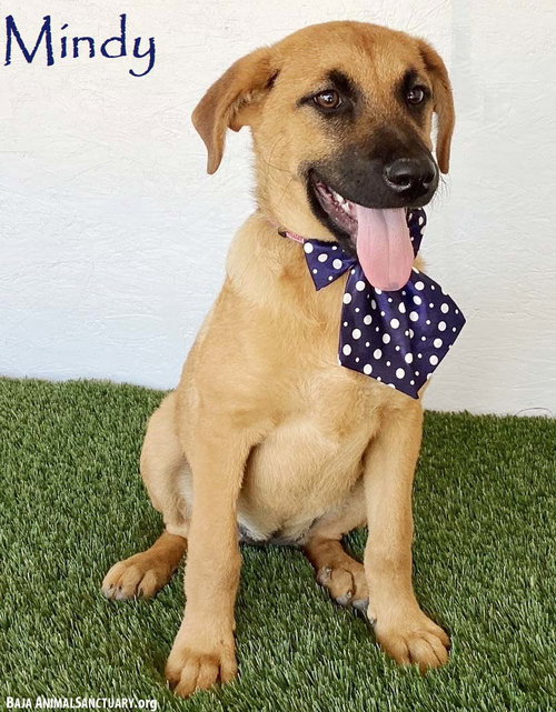 Mindy, an adoptable German Shepherd Dog in San Diego, CA