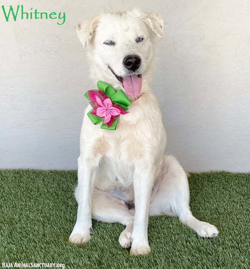 Whitney