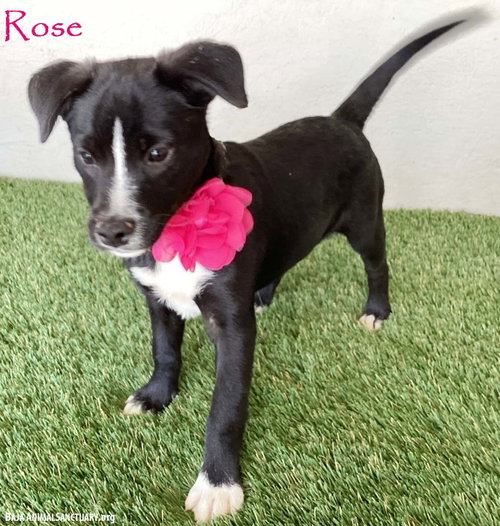 Rose
