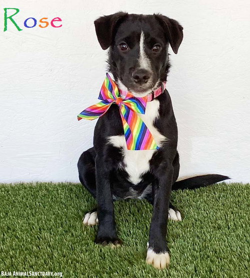 Rose, an adoptable Border Collie in San Diego, CA