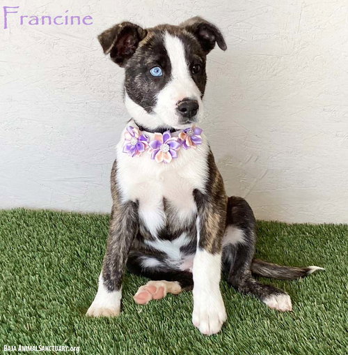 Francine