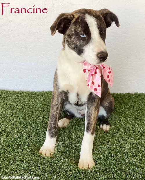 Francine, an adoptable Australian Cattle Dog in San Diego, CA