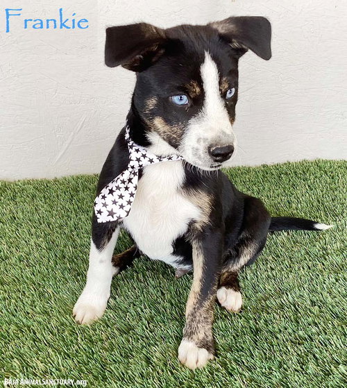 Frankie