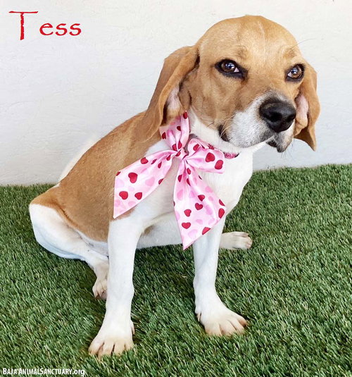 Tess