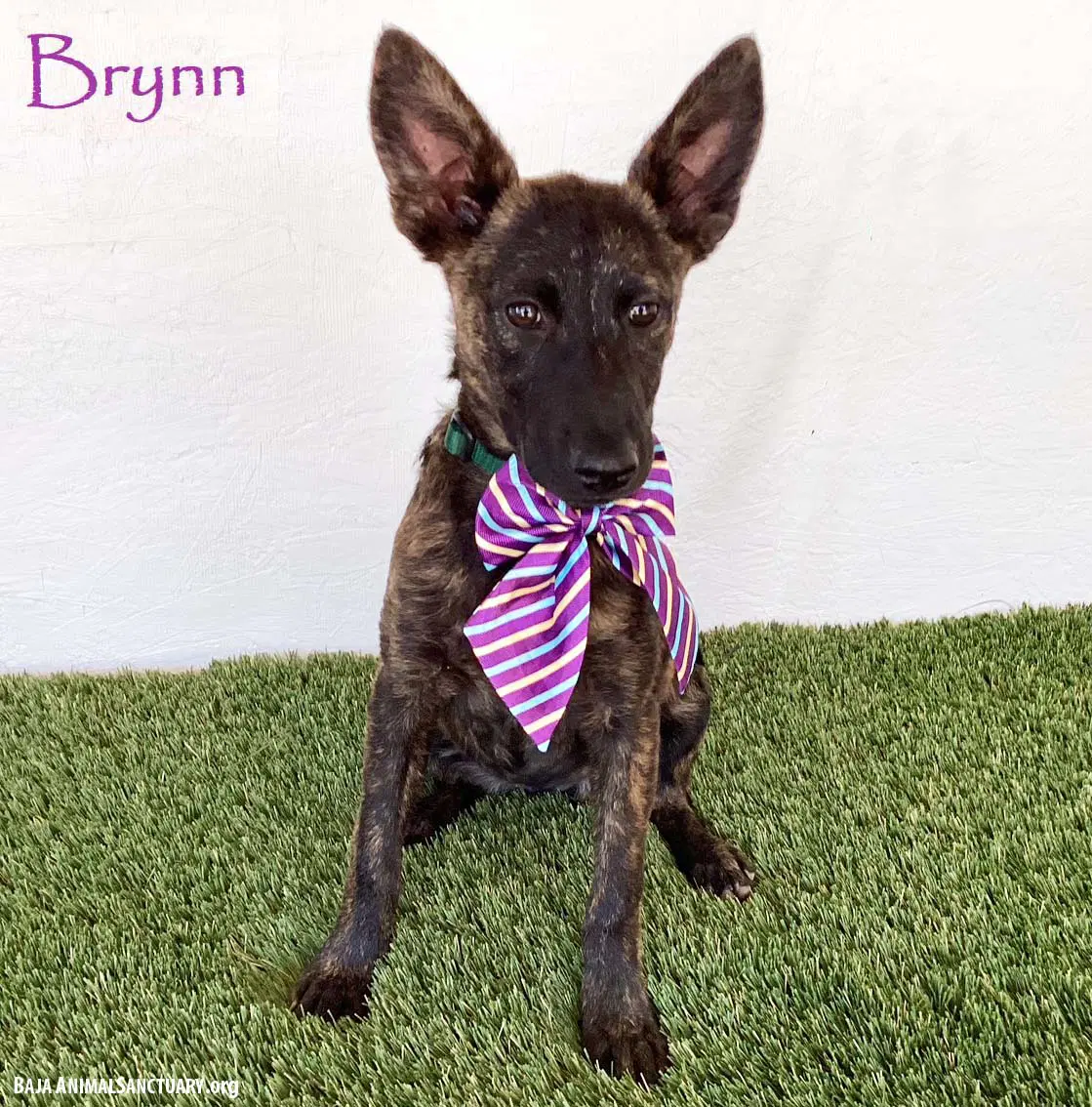 Brynn - Dutch Shepherd
