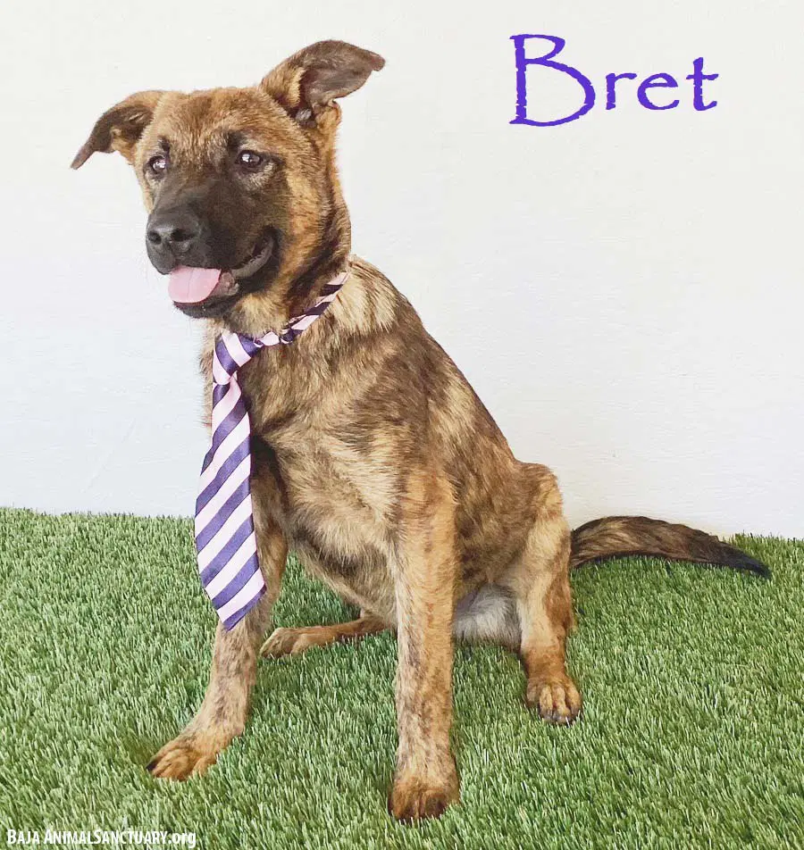 Bret - Dutch Shepherd