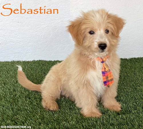 Sebastian