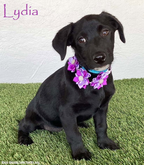 Lydia