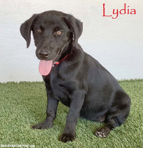 Lydia, a dog for adoption from Baja Animal Sanctuary