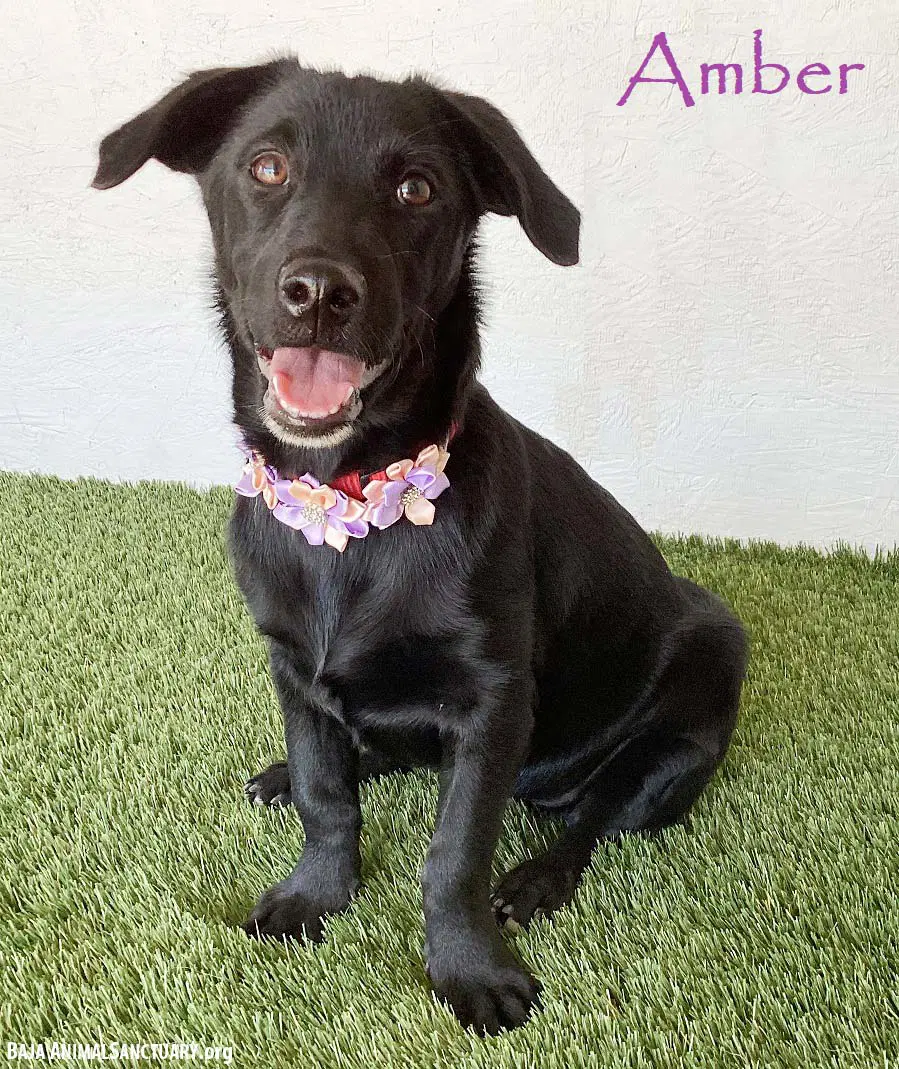 Amber - Dachshund