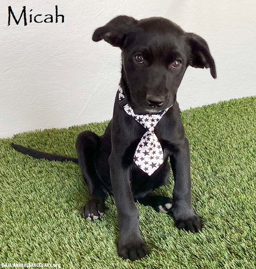 Micah