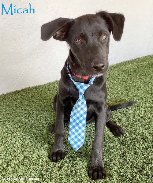 Micah, a dog for adoption from Baja Animal Sanctuary