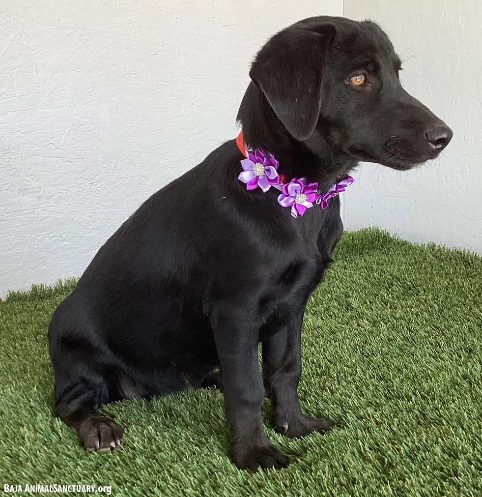 Micah image 3