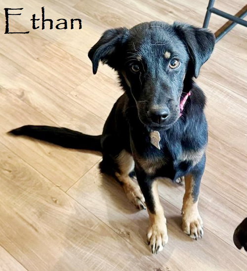 Ethan, Rottweiler / Black Labrador Retriever / Mixed (short coat)