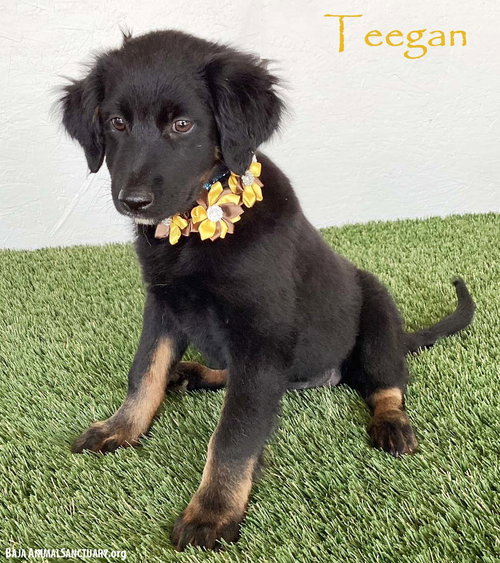 Teegan, an adoptable Flat-coated Retriever in San Diego, CA