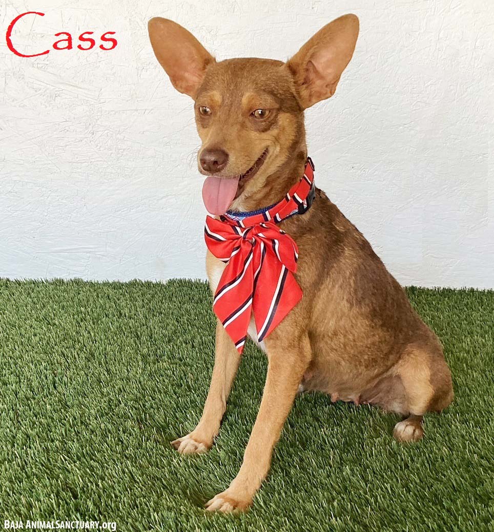 Cass