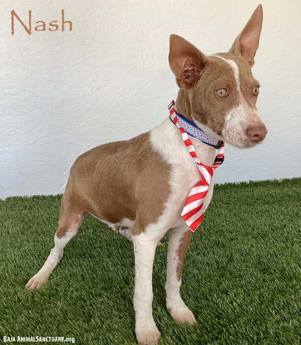 Nash